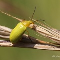 Schwefelkäfer (Cteniopus flavus)